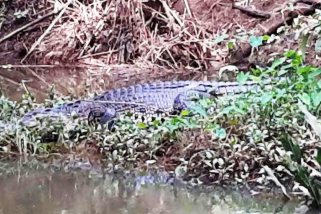 ප්‍රදේශයේ සැරිසරන අඩි 12ක් පමණ දිග කිඹුලා